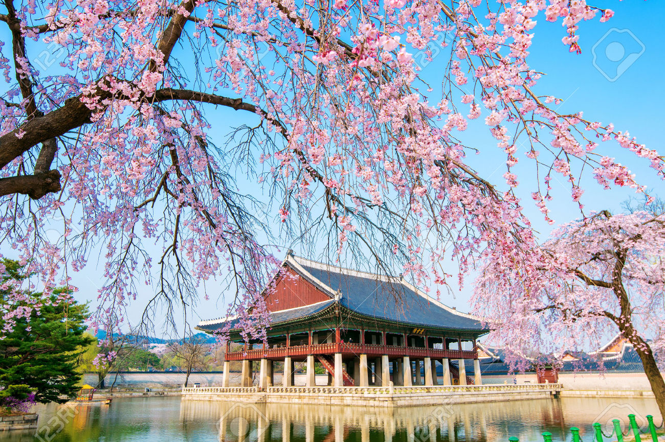Du lịch Hàn Quốc vào mùa xuân 